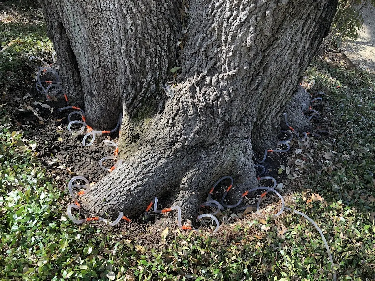 Detailed Tree Cabling and Bracing job site in Orem